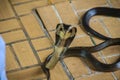 Dangerous monocled cobra snakes come into the house. The monocle Royalty Free Stock Photo