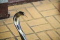 Dangerous monocled cobra snakes come into the house. The monocle Royalty Free Stock Photo