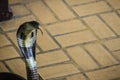 Dangerous monocled cobra snakes come into the house. The monocle Royalty Free Stock Photo