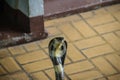 Dangerous monocled cobra snakes come into the house. The monocle Royalty Free Stock Photo