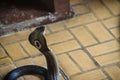 Dangerous monocled cobra snakes come into the house. The monocle Royalty Free Stock Photo