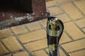 Dangerous monocled cobra snakes come into the house. The monocle Royalty Free Stock Photo