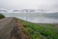 Dangerous muddy curvy road in Iceland with lupine flowers