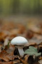 Dangerous mushroom among leaves in the forest in autumn. Blurred background.