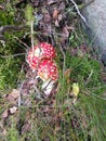 Dangerous mushroom not instead