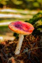 Dangerous Mushroom Orange And Red Amanita Muscaria