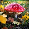 Dangerous mushroom