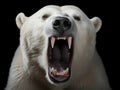 Dangerous nature animal background bear head mammal zoo fur wild carnivore big predator wildlife
