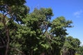 Dangerous nature - toxic manchineel tree