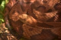 Northern Copperhead Snake Coiled Up Close Up Royalty Free Stock Photo