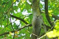 Dangerous oak processionary caterpillars on infested tree