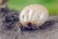 A dangerous parasite and a carrier of infection, a tick full of blood sitting on the bark of a tree Royalty Free Stock Photo
