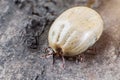 A dangerous parasite and a carrier of infection, a tick full of blood sitting on the bark of a tree Royalty Free Stock Photo