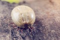 A dangerous parasite and a carrier of infection, a tick full of blood sitting on the bark of a tree Royalty Free Stock Photo