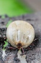 A dangerous parasite and a carrier of infection, a tick full of blood sitting on the bark of a tree Royalty Free Stock Photo