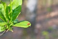 Dangerous parasite and infection carrier mite is sitting on green leaf. Danger of tick bite Royalty Free Stock Photo