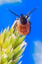 Questing female deer tick. Mite detail on grass spikelet. Ixodes ricinus. Acari