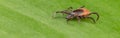 Closeup of deer tick parasite on panoramic background of natural leaf. Ixodes ricinus