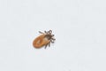 dangerous parasitic mite insect. Desease carrier tick