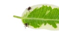 Two castor bean ticks on a green leaf. Ixodes ricinus Royalty Free Stock Photo