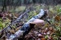 Dangerous parasitic mushrooms grow on dead stumps, branches and trees. Tinder fungus resemble tuberculosis in the human body. Royalty Free Stock Photo