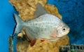 A dangerous piranha swimming in shallow water Royalty Free Stock Photo