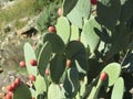 Dangerous plant cactus protection figs prickly pears fruit thorns pain Royalty Free Stock Photo