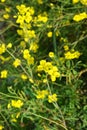 A dangerous plant, wild weeds - caustic buttercup night blindness with small yellow flowers illuminated by the sun. This is a ki Royalty Free Stock Photo