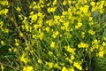 A dangerous plant, wild weeds - caustic buttercup night blindness with small yellow flowers illuminated by the sun. This is a ki Royalty Free Stock Photo