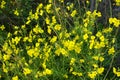 A dangerous plant, wild weeds - caustic buttercup night blindness with small yellow flowers illuminated by the sun. This is a ki Royalty Free Stock Photo