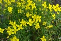 A dangerous plant, wild weeds - caustic buttercup night blindness with small yellow flowers illuminated by the sun. This is a ki Royalty Free Stock Photo