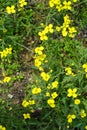 A dangerous plant, wild weeds - caustic buttercup night blindness with small yellow flowers illuminated by the sun. This is a ki Royalty Free Stock Photo