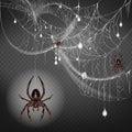 Scarifying spiders on web lace realistic vector