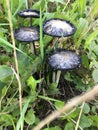 Dangerous poisonous black mushrooms. Hidden danger Royalty Free Stock Photo