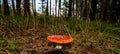 Dangerous poisonous mushroom red amanita on the background of th