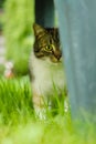 Dangerous predator creeps in its tall grass to her prey. A young feline with a colored head prepares to attack. Mouse hunting. Royalty Free Stock Photo