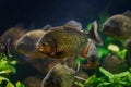 Dangerous red-bellied piranha shoal, healthy adult of wild fish species with sharp teeths from Amazon river basin in planted aqua