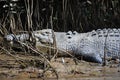 Saltwater Crocodile on river bank