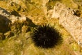 Dangerous sea urchins in the wild Royalty Free Stock Photo