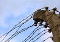 dangerous and sharp barbed wire