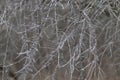 Dangerous, sharp thorns cover a bush at sunset