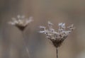 Dangerous, sharp thorns cover a bush at sunset