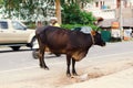 Dangerous situation close up - cow stands on roadside near cars traffic.