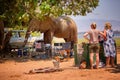 Dangerous situation with wild animal. A wild African elephant destroying camping equipment and threatens safari visitors. An