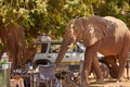 Dangerous situation with wild animal. A wild African elephant destroying camping equipment and threatens safari visitors. An