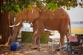 Dangerous situation with wild animal. A wild African elephant destroying camping equipment and threatens safari visitors. An