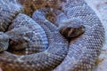 Dangerous snake with brown colors Royalty Free Stock Photo