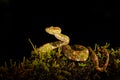 Dangerous snake in the nature habitat. Eyelash Palm Pitviper, Bothriechis schlegeli, on the green mossy branch. Venomous snake in