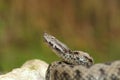 Dangerous snake ready to attack Royalty Free Stock Photo