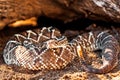 Dangerous South American Rattlesnake By Rock Royalty Free Stock Photo